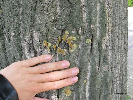  picture  Balsam_populier |Populus_balsamifera