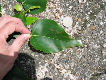  picture  Balsam_populier |Populus_balsamifera