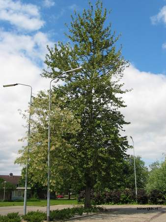  picture  Balsam_populier |Populus_balsamifera