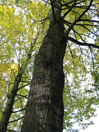  picture  Balsam_populier |Populus_balsamifera