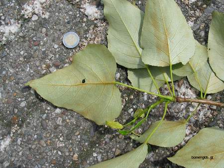  picture  Balsam_populier |Populus_balsamifera