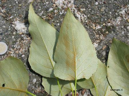  picture  Balsam_populier |Populus_balsamifera