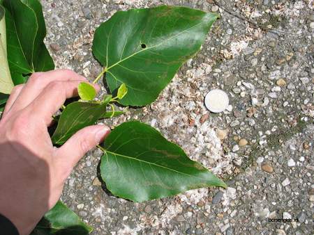  picture  Balsam_populier |Populus_balsamifera