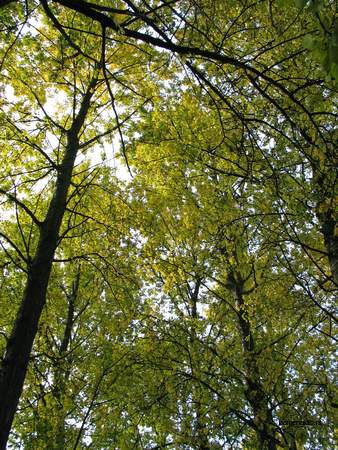  picture  Balsam_populier |Populus_balsamifera