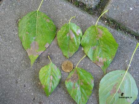  picture  Balsam_populier |Populus_balsamifera