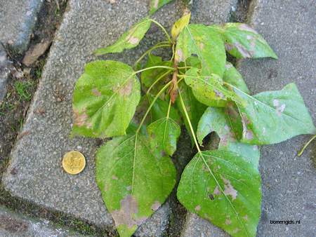  picture  Balsam_populier |Populus_balsamifera