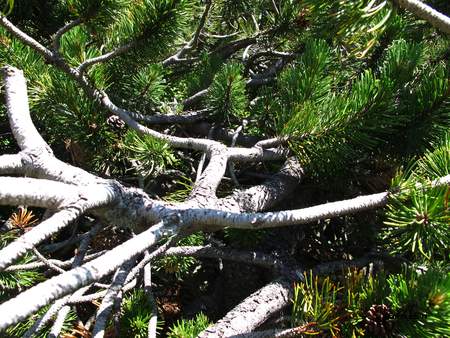  picture  Bergden |Pinus_mugo