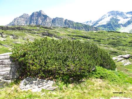  picture  Bergden |Pinus_mugo