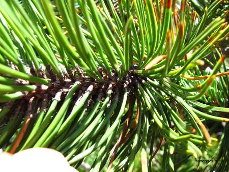  picture  Bergden |Pinus_mugo