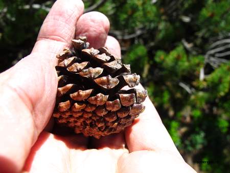  picture  Bergden |Pinus_mugo