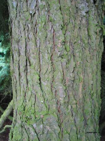  picture  Berghemlock |Tsuga_mertensiana