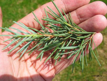  picture  Berghemlock |Tsuga_mertensiana