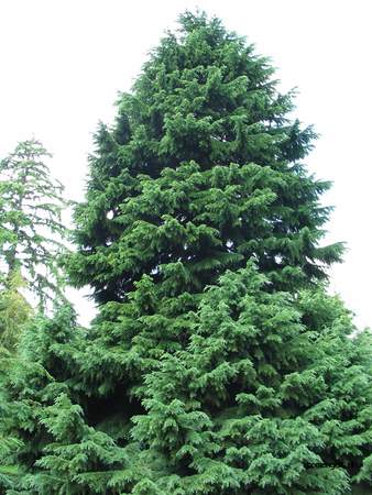  picture  Berghemlock |Tsuga_mertensiana