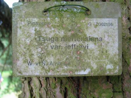  picture  Berghemlock |Tsuga_mertensiana