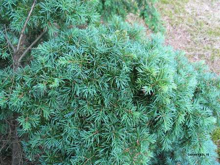  picture  Berghemlock |Tsuga_mertensiana