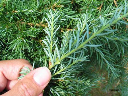  picture  Berghemlock |Tsuga_mertensiana