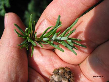  picture  Berghemlock |Tsuga_mertensiana