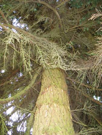  picture  Berghemlock |Tsuga_mertensiana