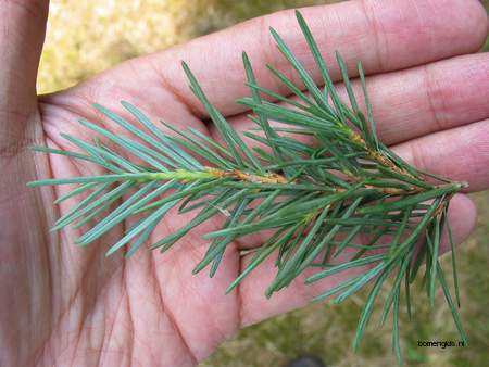  picture  Berghemlock |Tsuga_mertensiana