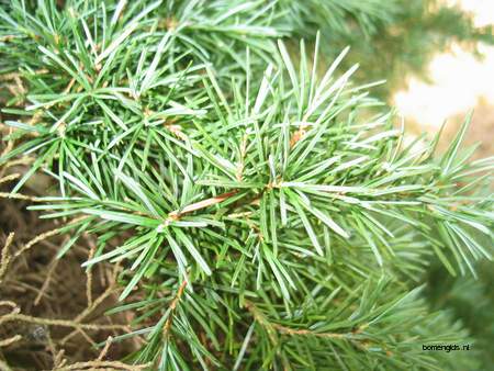  picture  Berghemlock |Tsuga_mertensiana