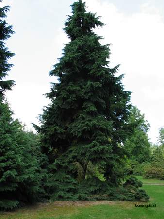  picture  Berghemlock |Tsuga_mertensiana