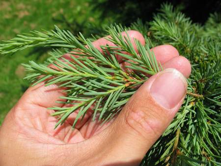  picture  Berghemlock |Tsuga_mertensiana