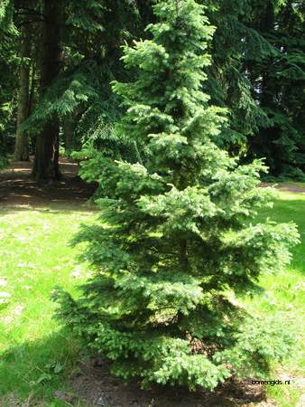  picture  Berghemlock |Tsuga_mertensiana