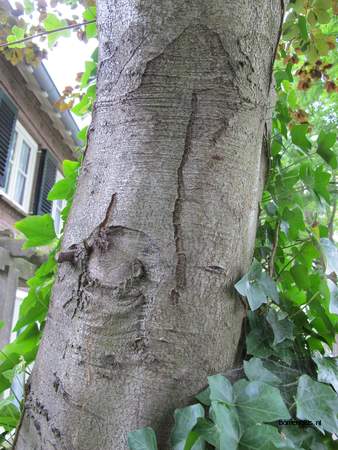  picture  Beuk |Fagus_sylvatica