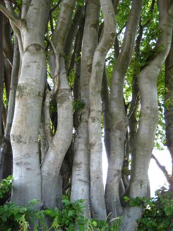 picture  Beuk |Fagus_sylvatica