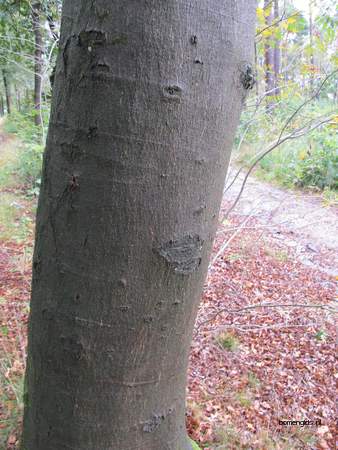  picture  Beuk |Fagus_sylvatica