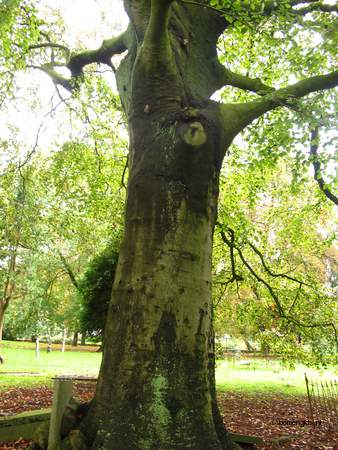  picture  Beuk |Fagus_sylvatica