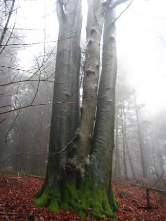  picture  Beuk |Fagus_sylvatica