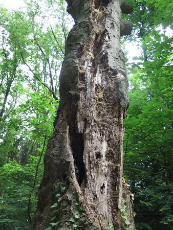  picture  Beuk |Fagus_sylvatica