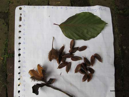  picture  Beuk |Fagus_sylvatica