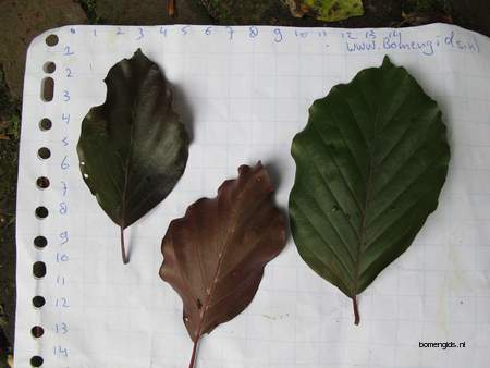  picture  Beuk |Fagus_sylvatica