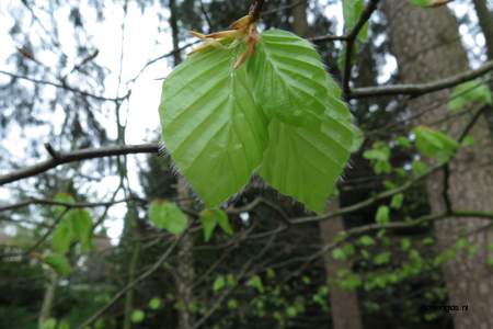  picture  Beuk |Fagus_sylvatica