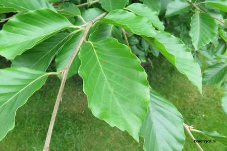  picture  Beuk |Fagus_sylvatica