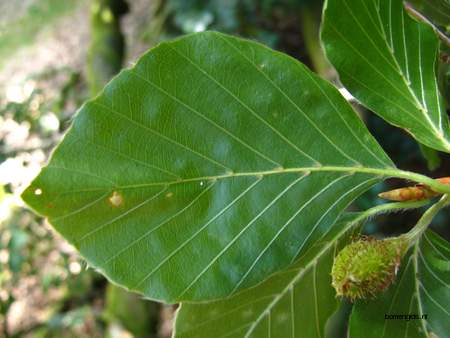  picture  Beuk |Fagus_sylvatica