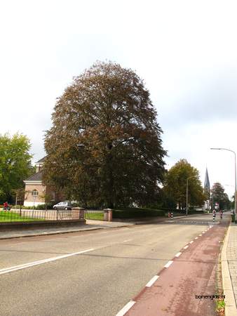 Tree picture  Beuk ( Fagus sylvatica)