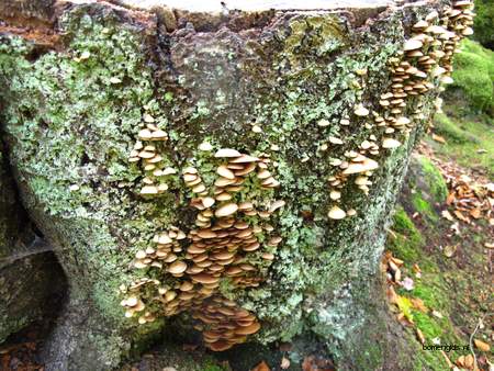  picture  Beuk |Fagus_sylvatica