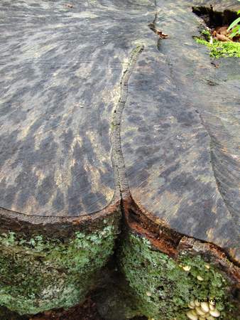  picture  Beuk |Fagus_sylvatica