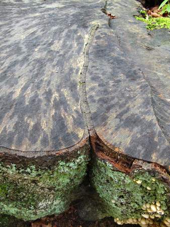  picture  Beuk |Fagus_sylvatica