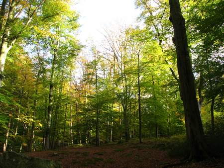  picture  Beuk |Fagus_sylvatica