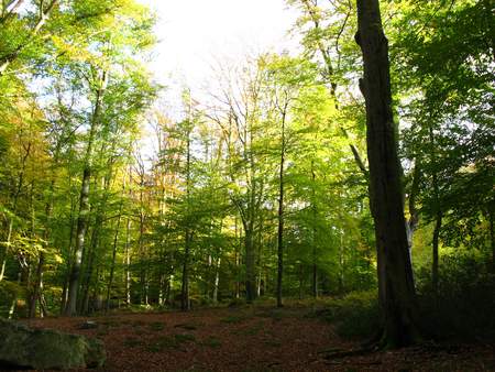  picture  Beuk |Fagus_sylvatica