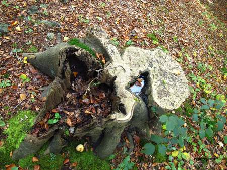  picture  Beuk |Fagus_sylvatica