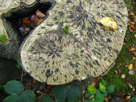  picture  Beuk |Fagus_sylvatica