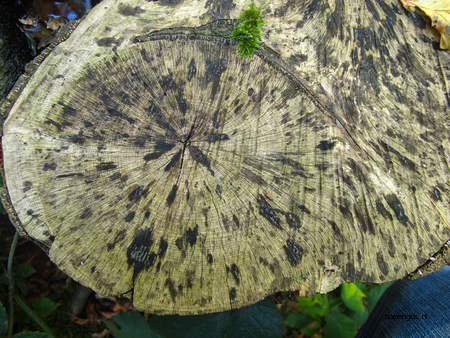  picture  Beuk |Fagus_sylvatica