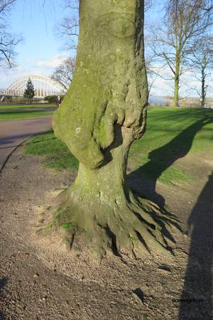  picture  Beuk |Fagus_sylvatica