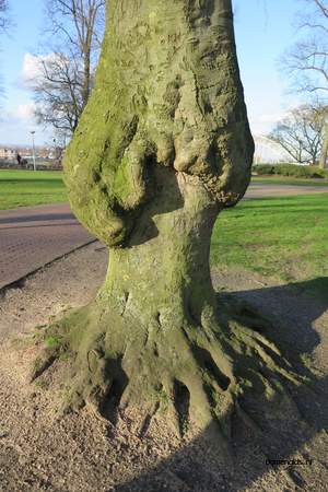  picture  Beuk |Fagus_sylvatica