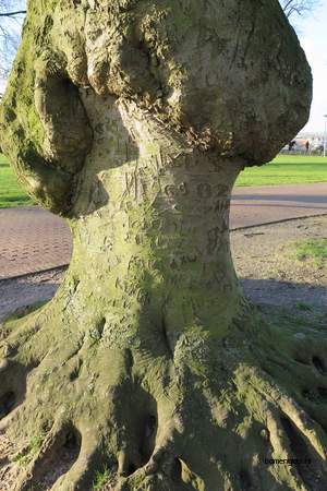  picture  Beuk |Fagus_sylvatica